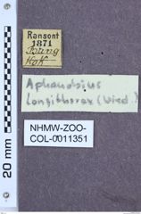 Etikett zu Aphanobius longithorax (Wiedemann)